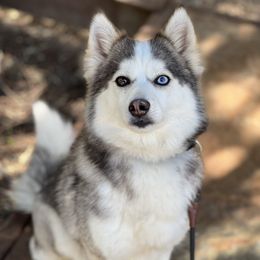 Daisy - Pomsky