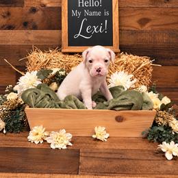 Wednesday - White female Boxer puppy in Grove City, Ohio from Krieger Family Boxers