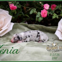 Xenia - Blue merle female Miniature Australian Shepherd puppy in Madisonville, Texas from Flying LL Aussies