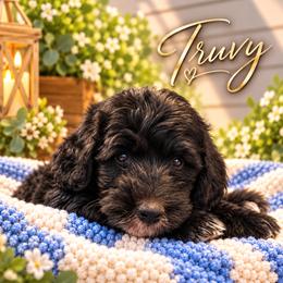 Truvy - Black female Double Doodle puppy in Whitsett, North Carolina from Rock Creek Doodles NC