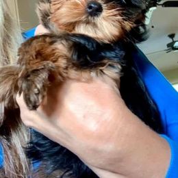 Yorkshire Terrier Puppies from PANACHE YORKIES