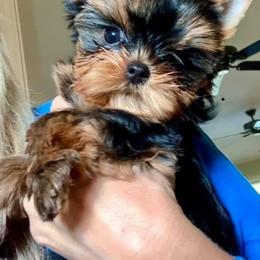 Yorkshire Terrier Puppies from PANACHE YORKIES