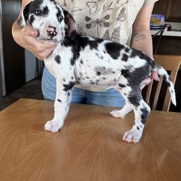 Lamp Chop - Harlequin male Great Dane puppy in Tehachapi, California from Doxies and Danes