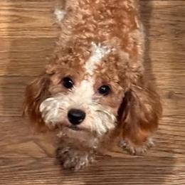 Ellie - Goldendoodle