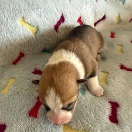 Pup male 1 - White and red male Pembroke Welsh Corgi puppy in Jenkinsburg, Georgia from Red Elephant Farms