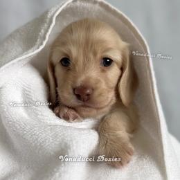 Blanca Nieves - Cream female Dachshund puppy in Chandler, Arizona from Vonaducci Doxies, LLC.