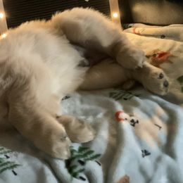 Golden Retrievers from Furrever Goldens