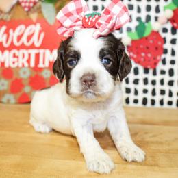 Remy - Brown and white female Cockapoo puppy in Rattan, Oklahoma from Double M Cocker Spaniels