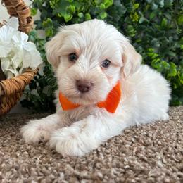 Zion - Parti male Miniature Schnauzer puppy in Hemet, California from Journee Home Mini Schnauzers