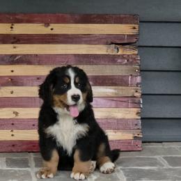 Bella  ..Turquoise blk-tan - Black tan and white female Bernese Mountain Dog puppy in Gaffney, South Carolina from Circle D Farms