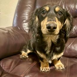 Max(Akc) - Black and cream male Dachshund puppy in Madera Acres, California from AllStarDachshunds