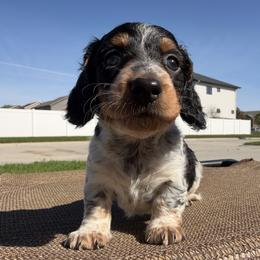 Kenji - AKC - Piebald male Dachshund puppy in Omaha, Nebraska from Colorful Dachshunds
