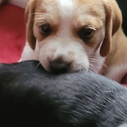 Beagle Puppies from Amanda Nitsa Oz
