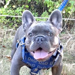 Nipsey, Nip - French Bulldog