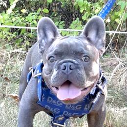 Nipsey, Nip - French Bulldog