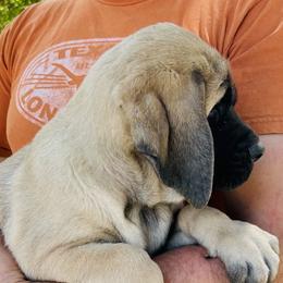 Girl 2 - Fawn female Mastiff puppy in Laredo, Texas from Huereca Mastiff