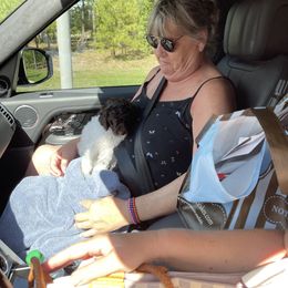 Goldendoodle Puppies from Labradoodleday