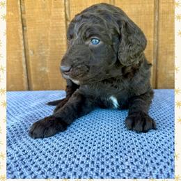 Linden - Chocolate male Goldendoodle puppy in Caddo Mills, Texas from Fire Wife Doodles