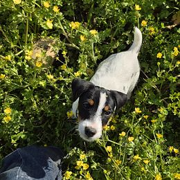 Companion Cross, Russell Terrier, and Yorkshire Terrier Puppies from Working W Kennels