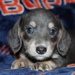 Cupcake - Blue and cream female Dachshund puppy in Roanoke, Alabama from 3B Doxies