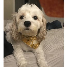 Grace - Cavapoo