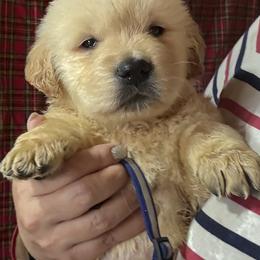 Blue Collar Boy - Golden male Golden Retriever puppy in Garrison, Montana from Mattiaci Goldens