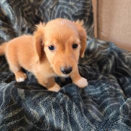 Boy 4 - Red male Dachshund puppy in Indian Trail, North Carolina from Ridgewood Farms