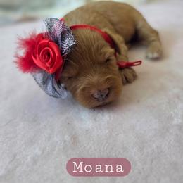 Moana - female Cavapoochon puppy in Bullard, Texas from Cavapoochon Central LLC