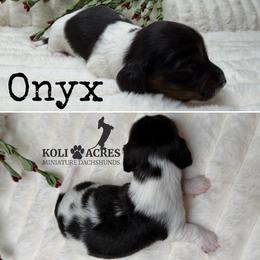 Onyx - Piebald male Dachshund puppy in Kemp, Texas from Koli Acres