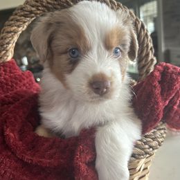 Miniature Australian Shepherd puppies from Dream Dog Mini Aussies