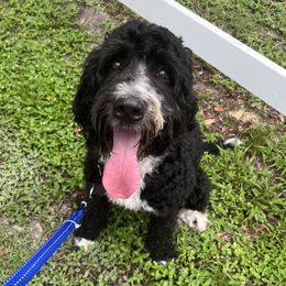 Beagles, Bernedoodles, and Goldendoodles from Deep Creek Beagles and Doodles