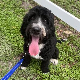 Beagles, Bernedoodles, and Goldendoodles from Deep Creek Beagles and Doodles
