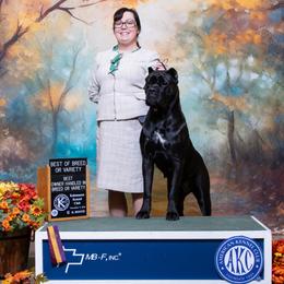 Cane Corso puppies from Redhawke Cane Corso