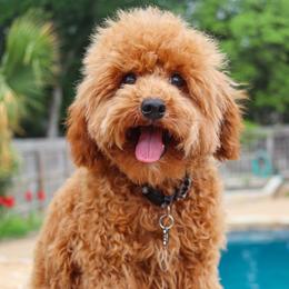 Knox - Goldendoodle