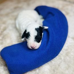Glacier- Female Reservation 5 - White female Sheepadoodle puppy in Spokane, Washington from Downriver Doodles