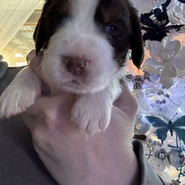 White collar - Liver white and tan male English Springer Spaniel puppy in Elma, Washington from McCartney Springer’s