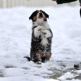Australian Shepherd, Miniature American Shepherd, Miniature Australian Shepherd, and Toy Australian Shepherd Puppies from Painted Blue Aussies