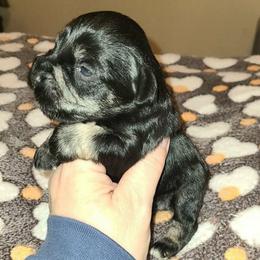 Klaus - Black and silver male Miniature Schnauzer puppy in Graham, Washington from Kristy's French Bulldogs & Mini Schnauzers