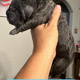 Cane Corso Puppies from Richline Kennel