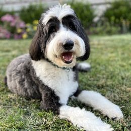 Maisie Moo - Sheepadoodle