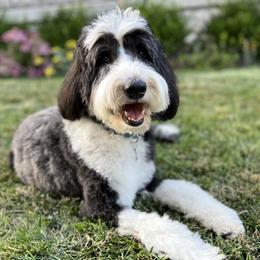 Maisie Moo - Sheepadoodle