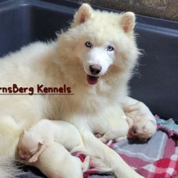 Glacier - Siberian Husky