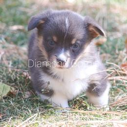 American Corgi Puppies from Diamond Corgis