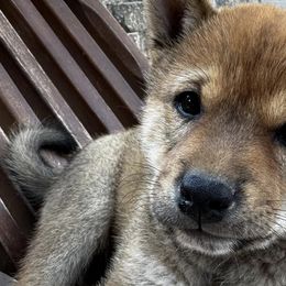 Shiba Inu from Little Furry Tails