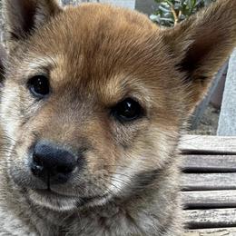 Shiba Inu from Little Furry Tails