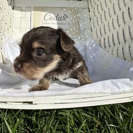 Boy 2 - Yorkshire Terrier puppy in Goode, Virginia from Glass Hill Yorkies