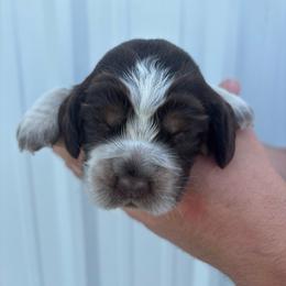 Blue - Liver white and roan male English Springer Spaniel puppy in Lincoln, Texas from LeeCo. Springers
