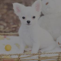 Duke - Cream and white male Chihuahua puppy in Oviedo, Florida from ROYALCHIHUAHUAPUPPY