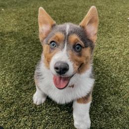 Pembroke Welsh Corgis from Riley’s Corgis