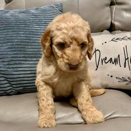 Juno - Cream female Goldendoodle puppy in Lake City, Florida from Dream Hollow Farm